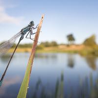 Blue-Tailed Damselfly wideangle1 